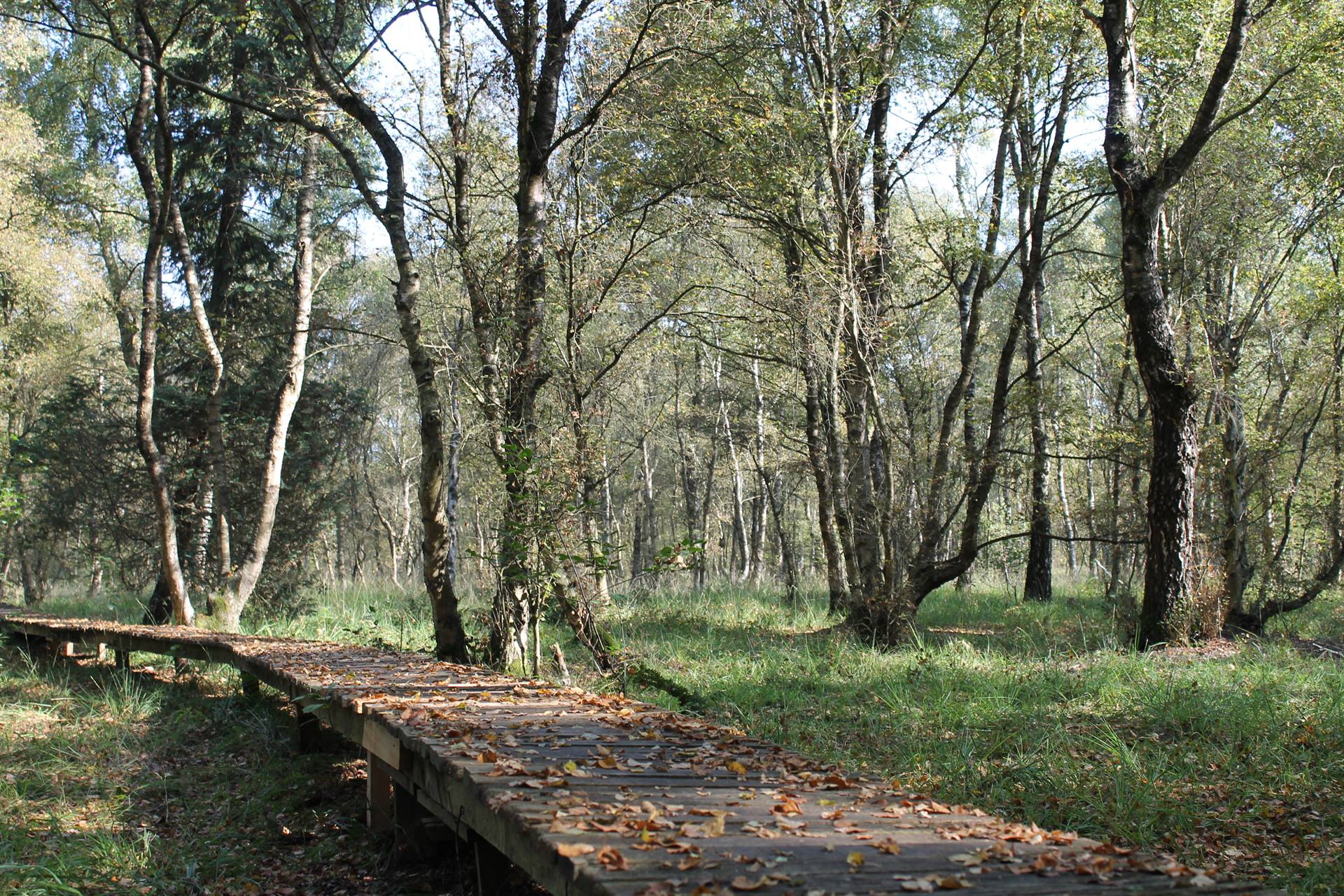 Houten vlonderpad door berkenbos in het veen