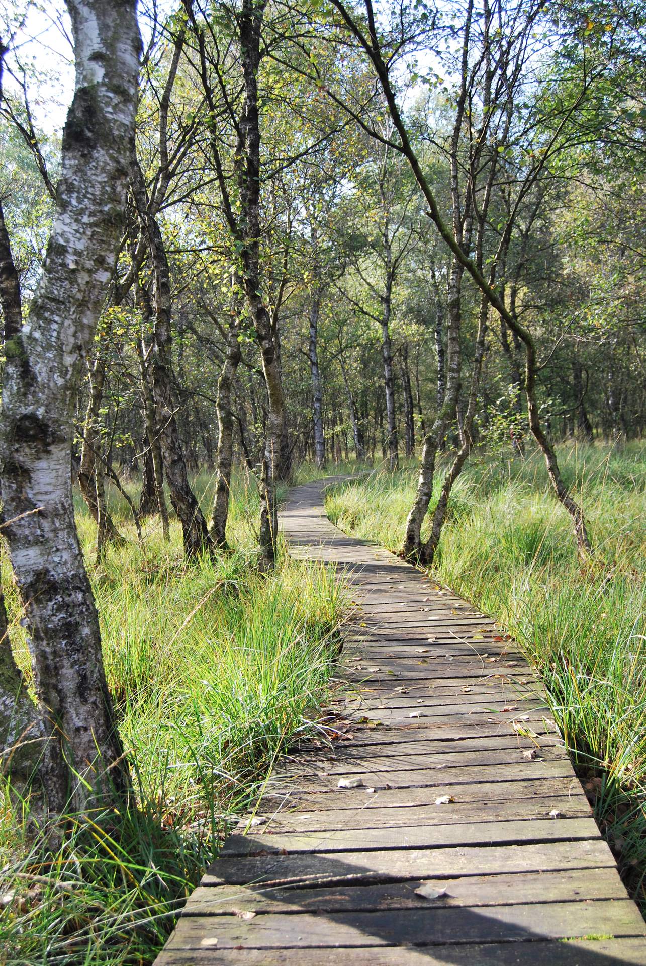 Houten wandelpad door het berkenbos in het veen